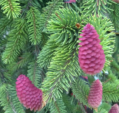 Female Cone Weeping Norway Spruce