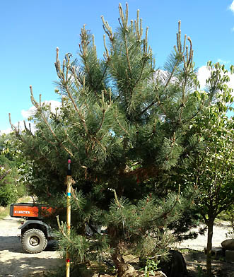 Japanese Black Pine