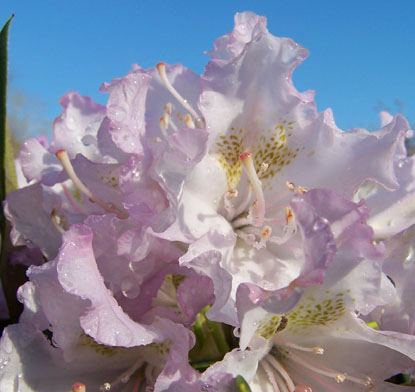 Rhododendron Cunningham's White