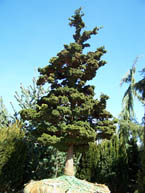 Evergreen Specimen