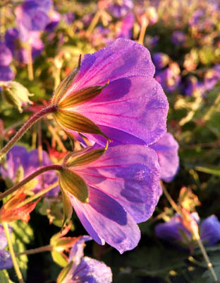 Geranium 'Rozanne'