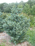 Dwarf Japanese White Pine