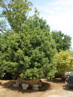 14-16' Hvy Eastern White Pine