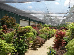 Japanese Maple Shade House